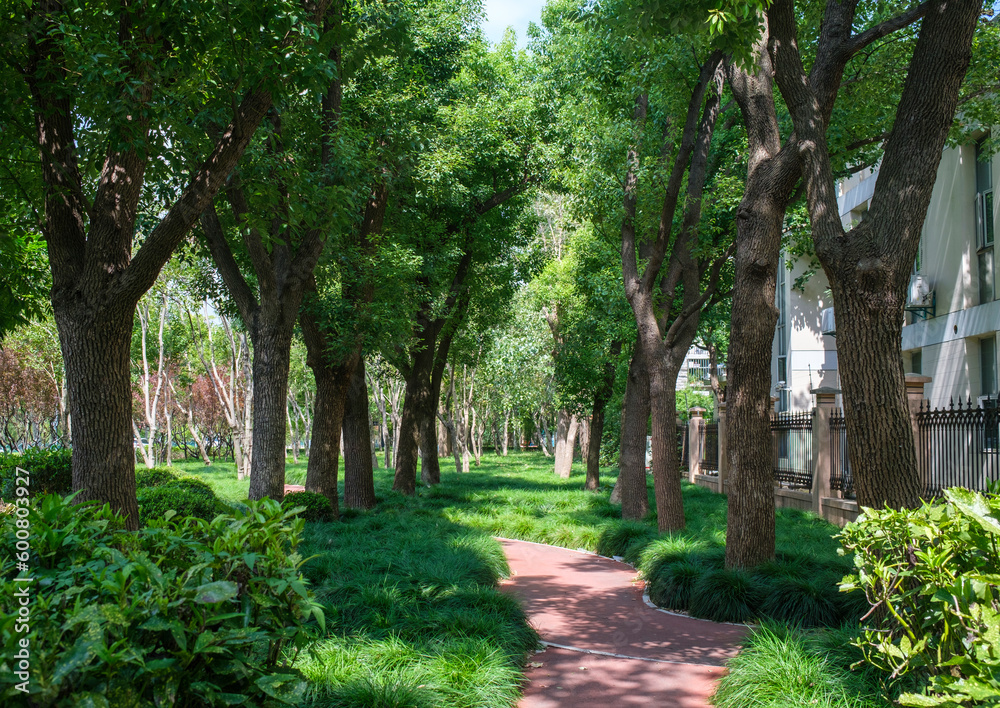 Fototapeta premium footpath in the park