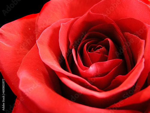 Red rose blossom