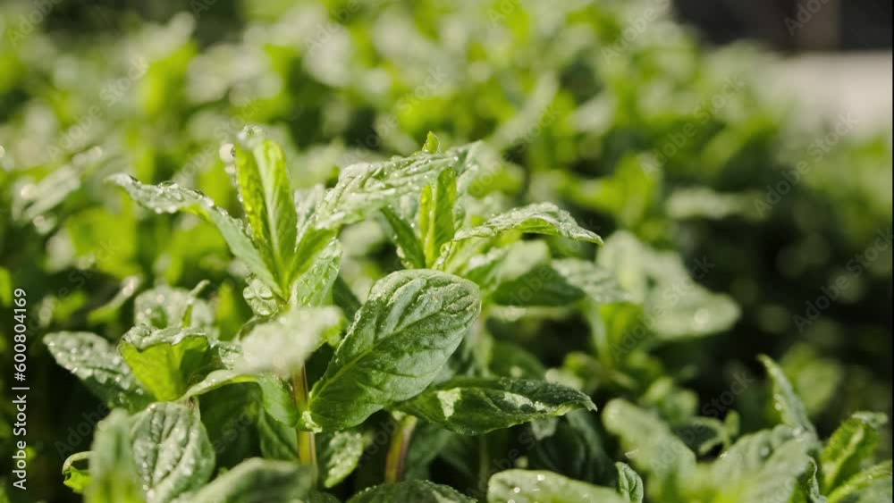 Close-up mint herbs. Mint leafs. Fresh mint leaves, blurred background. Dew on mint leaves growing on the farm. Close-up mint herbs. Mint leafs. Fresh mint leaves, blurred background. Dew on mint leaves growing on the farm.