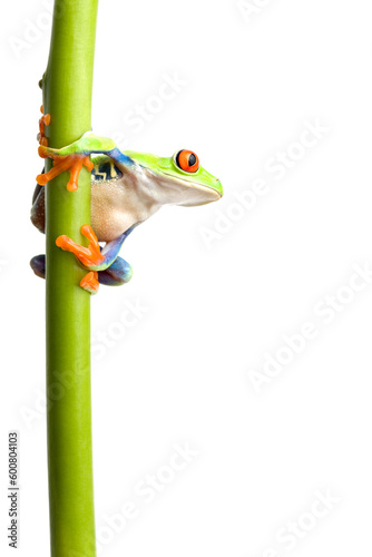 frog on a green plant stem isolated on white, a red-eyed tree frog (Agalychnis callidryas) closeup