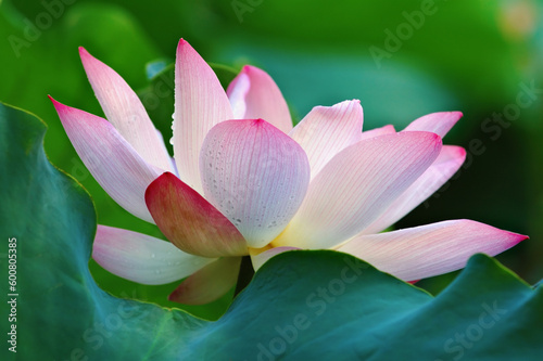 Blooming of lotus flower behind a greed pad  leaf 