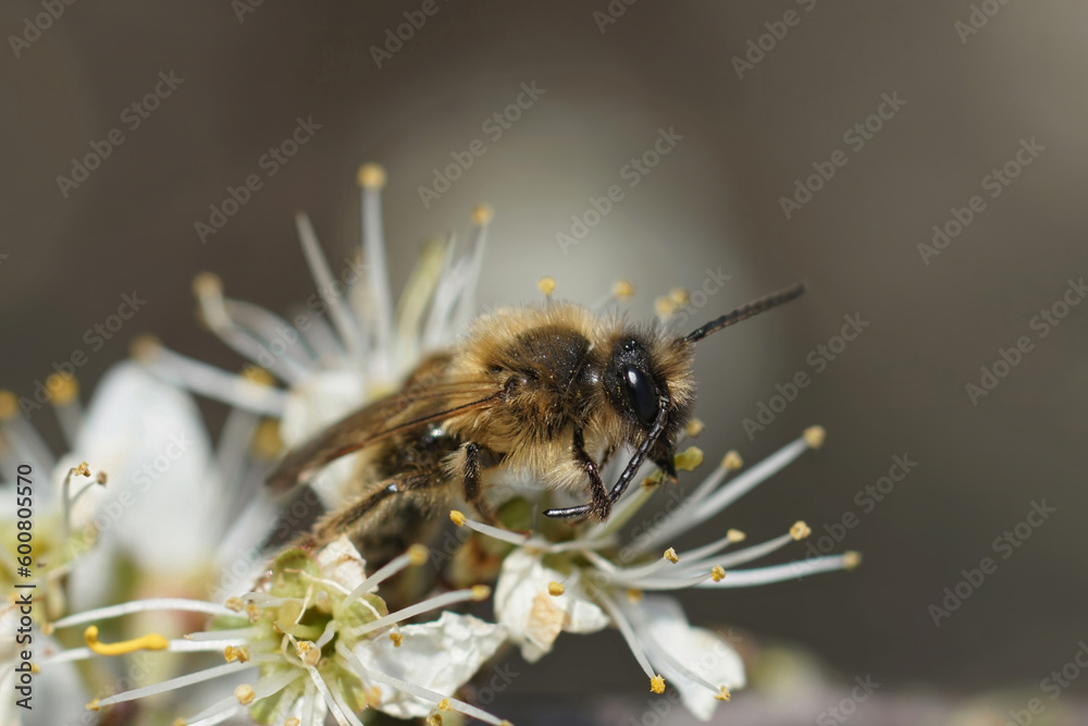 Closeup on a male Grey-gastered mining bee, Andrena tibialis, drinking nectar from a white Blackthorn flower Closeup on a male Grey-gastered mining bee, Andrena tibialis, drinking nectar from a white Blackthorn flower