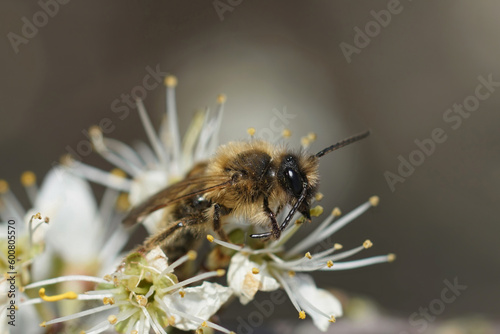Closeup on a male Grey-gastered mining bee, Andrena tibialis, drinking nectar from a white Blackthorn flower
