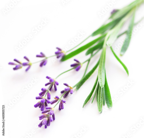 Sprigs of lavender isolated on white background