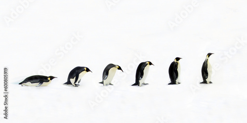 Evolution of the penguin. Once the penguin was a backward belly gliding animal  however with multiple tiny evolutionary steps over billions of years the penguin became on of the most advanced long-nec