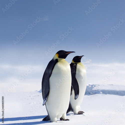 Two penguins in Antarctica