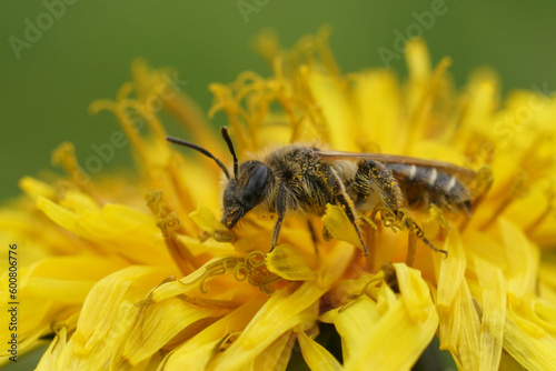 Close up on a female red- bellied miner solitary bee, Andrena ventralis on a dandelion