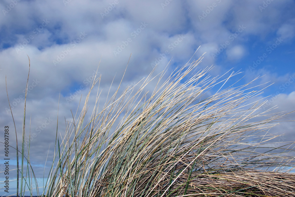 Fototapeta premium tall grass on irelands coast