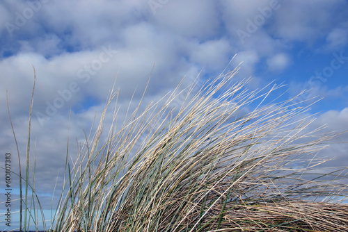 tall grass on irelands coast