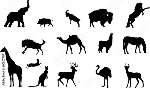 Photography wild animals silhouettes