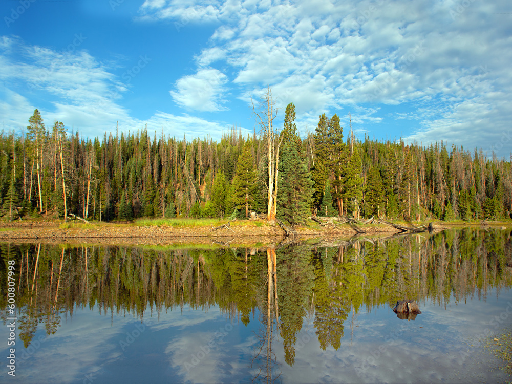 Fototapeta premium Reflecting pine trees in a clear, clean mountain lake fresh and clear 