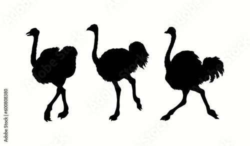 Vector drawing. Ostrich in the steppe