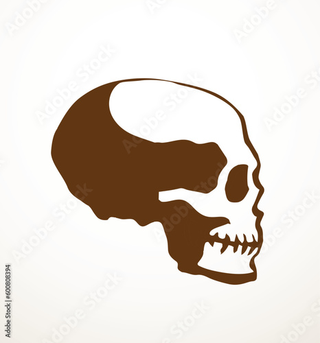 Vector drawing. Skull and neck bones
