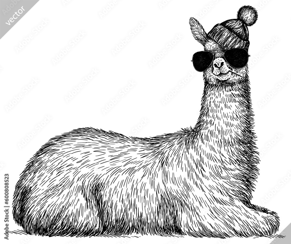 Vintage engraving isolated lama set glasses dressed fashion illustration ink costume sketch. Alpaca background America animal silhouette sunglasses hipster hat art. Vector hand drawn image.