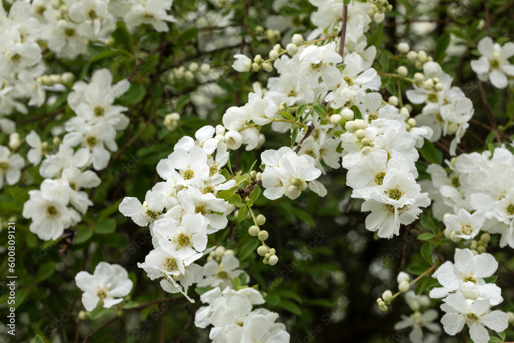 Blühende Prunkspiere (Exochorda, The Bride) Blühende Prunkspiere (Exochorda, The Bride)