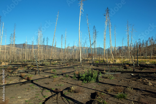 Remains of charred and spared trees after a forest fire wiped out the area 