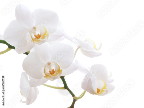 Fototapeta Naklejka Na Ścianę i Meble -  Closeup of a white orchid - isolated on white