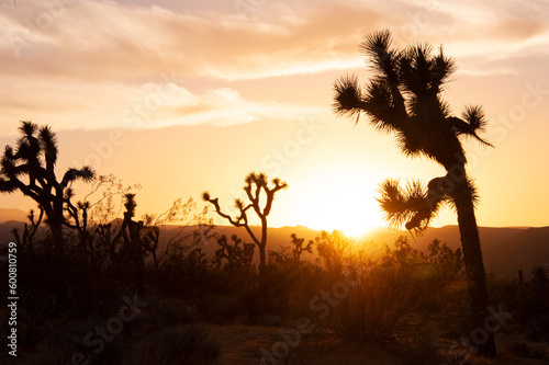 Beautiful desert landscape photography in and around Joshua Tree. 