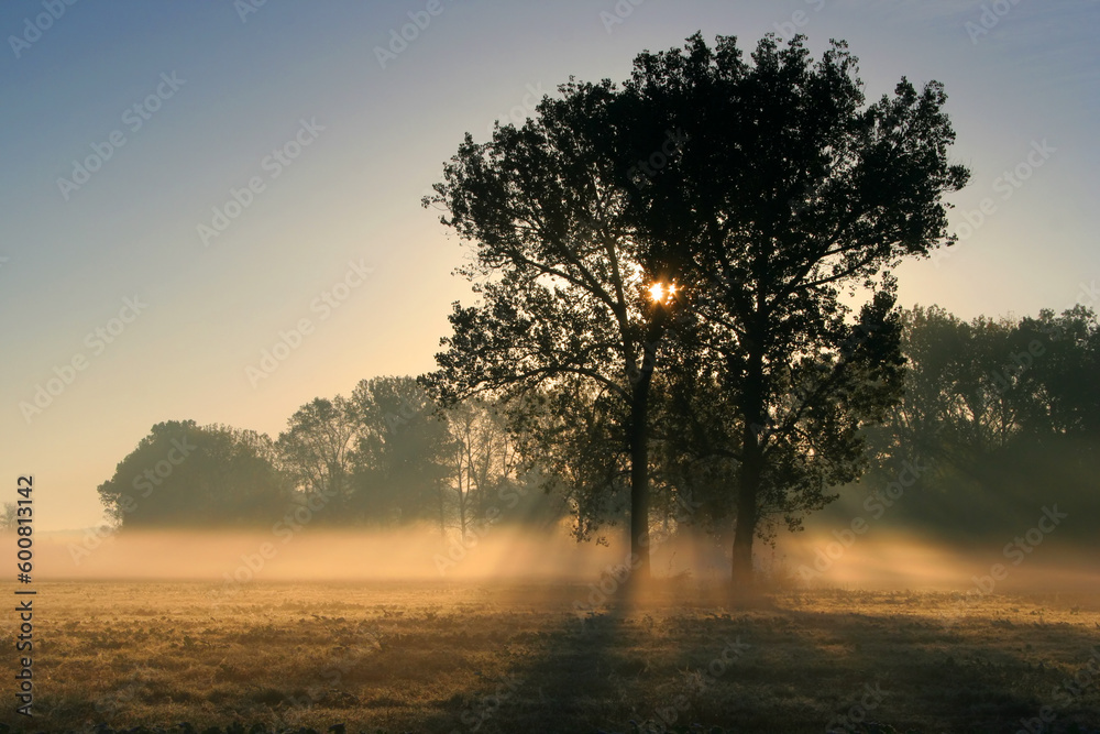Sun rays crossing a misty trees photographed in an early autumn morning.