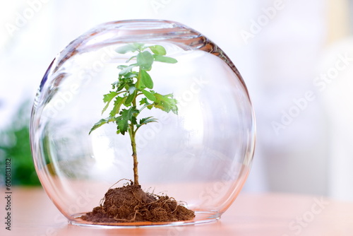 Protected green plant inside a glass sphere