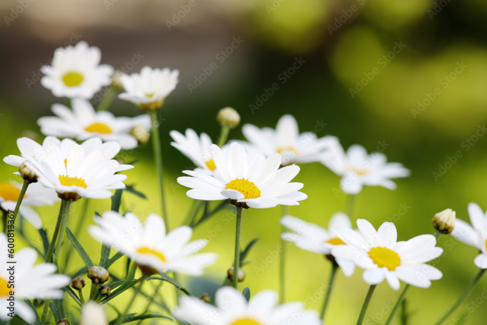 Early summer Flowers. Short depth-of-field. Early summer Flowers. Short depth-of-field.