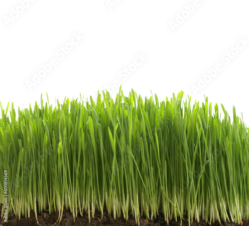 green fresh grass with dirt on white background