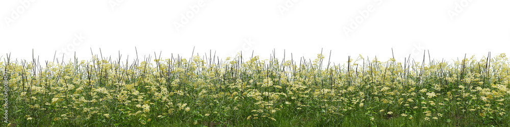 Evergreen flowers and grass field in nature, Flowres on garden in springtime, Tropical forest isolated on transparent background - PNG file, 3D rendering illustration for create and design or etc Evergreen flowers and grass field in nature, Flowres on garden in springtime, Tropical forest isolated on transparent background - PNG file, 3D rendering illustration for create and design or etc