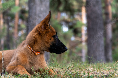 belgian shepherd
