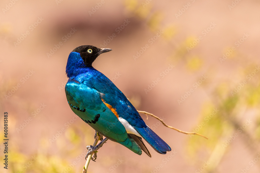 The superb starling (Lamprotornis superbus) is a member of the starling family of birds. It was formerly known as Spreo superbus, Amboseli National Park, Kenya.