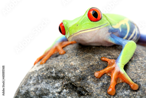 frog on a rock - a red-eyed tree frog (Agalychnis callidryas) closeup isolated on white