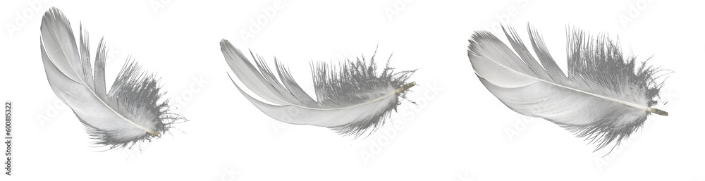 white feather of a goose on a transparent isolated background. png