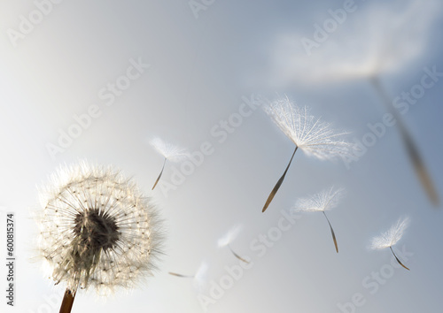 Fototapeta Naklejka Na Ścianę i Meble -  A Dandelion blowing seeds in the wind.