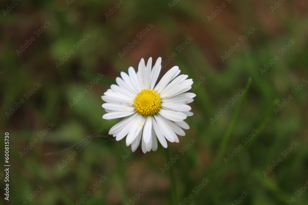 Gänseblümchen, Blume, Garten, Natur, Sommer Gänseblümchen, Blume, Garten, Natur, Sommer
