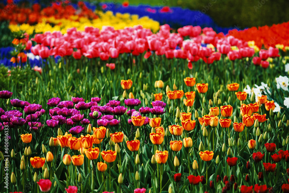 view of colorful Tulips in the farm