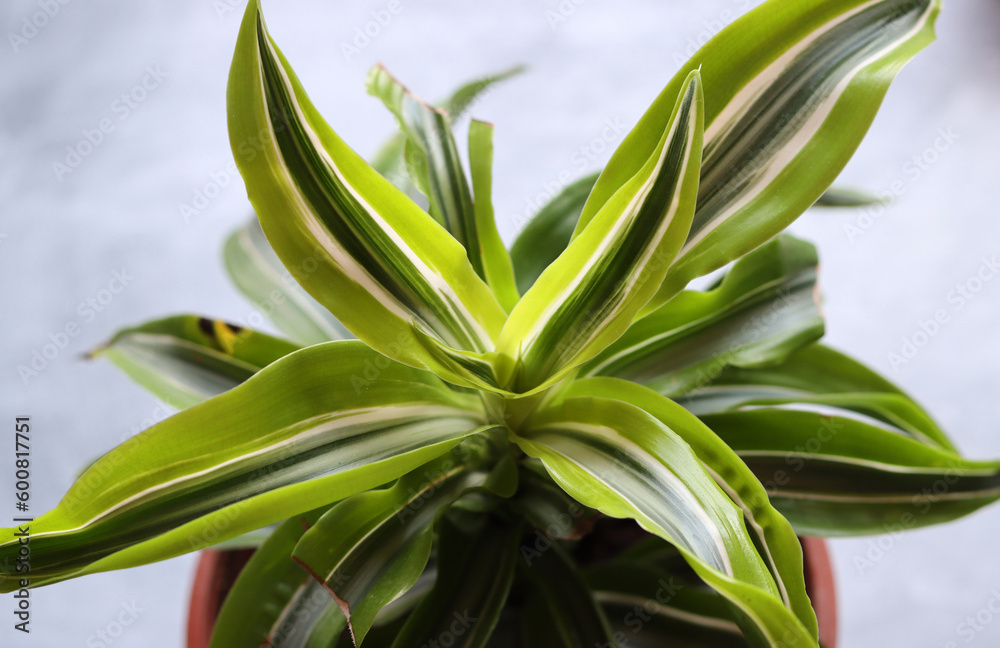 Close up of a Song of India houseplant in a pot on a gray background Beautiful houseplant in pot on dark background with copy space Close up of a Song of India houseplant in a pot on a gray background Beautiful houseplant in pot on dark background with copy space