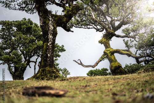 The old laurel tree on the flat field looks like a mystical creature in an open laurel forest. Fanal Forest, Madeira Island, Portugal, Europe. photo