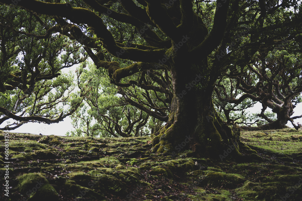 Low angle view of a huge, mystical looking, mossy Eldar laurel tree in the laurel forest. Fanal Forest, Madeira Island, Portugal, Europe. Low angle view of a huge, mystical looking, mossy Eldar laurel tree in the laurel forest. Fanal Forest, Madeira Island, Portugal, Europe.