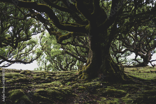 Low angle view of a huge, mystical looking, mossy Eldar laurel tree in the laurel forest. Fanal Forest, Madeira Island, Portugal, Europe. photo