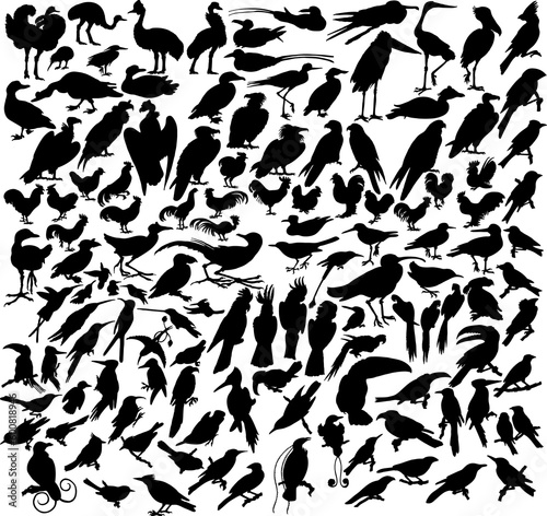 Vector illustrations black silhouettes birds on white
