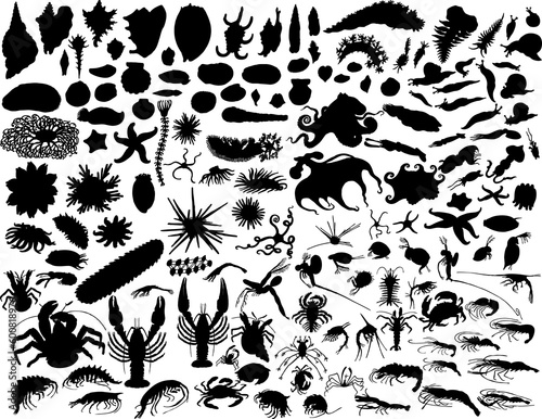 Big vector collection of different mollusks and other invertebrates