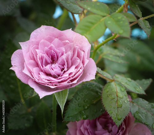 pink rose in garden