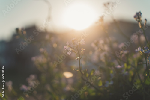 揺られる花