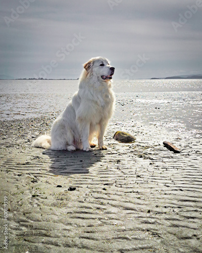 dog in the sea