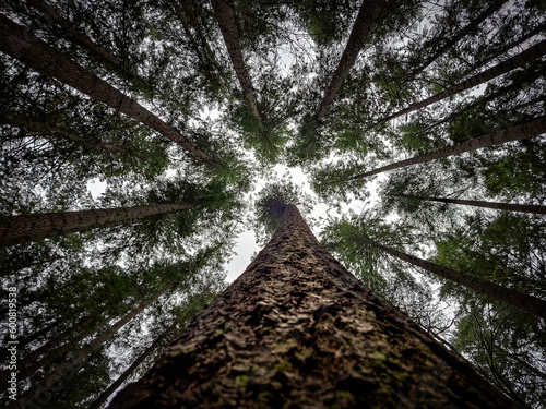 trunk