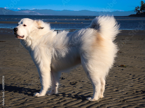 dog on the beach