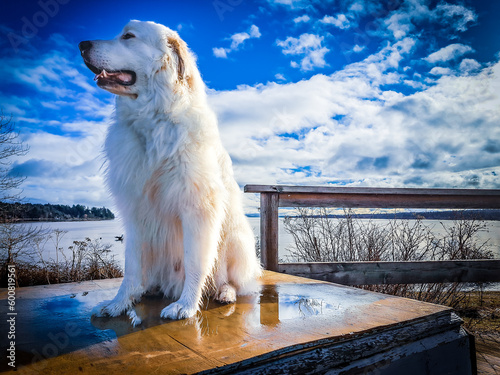 dog on the roof