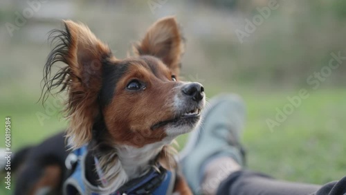 Small cute dog barking in outdoor garden or dog park wearing harness for canine. Furry black brown and white dog barks wanting something looking at owner. Calls attention or need waiting for response