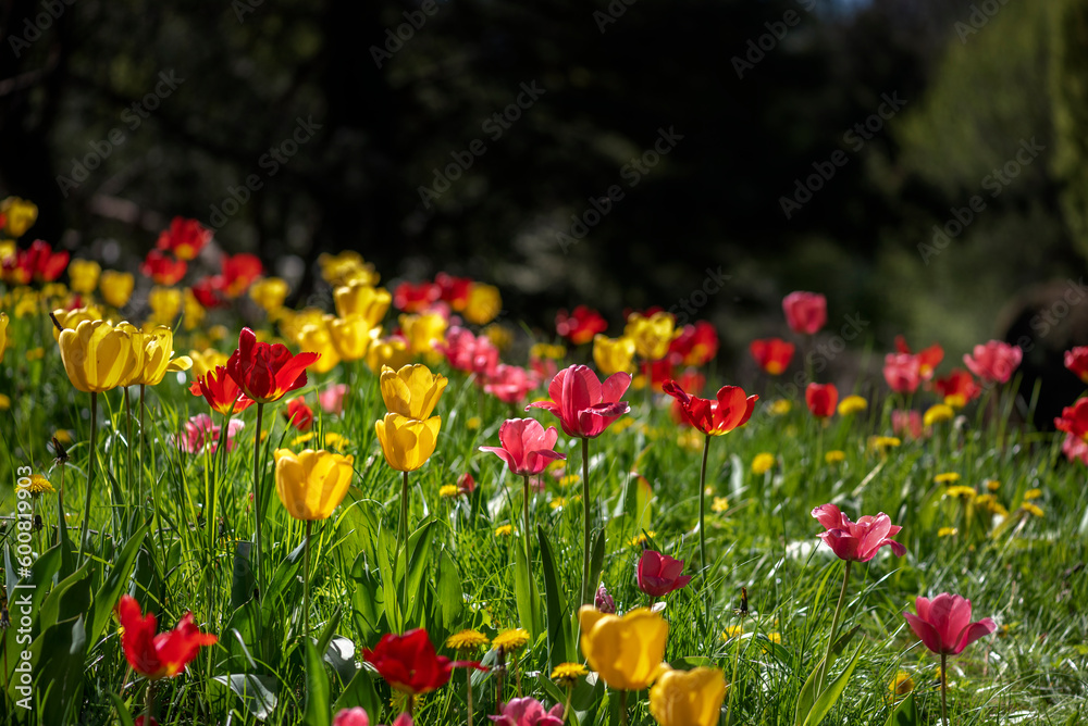 Fototapeta premium field of tulips