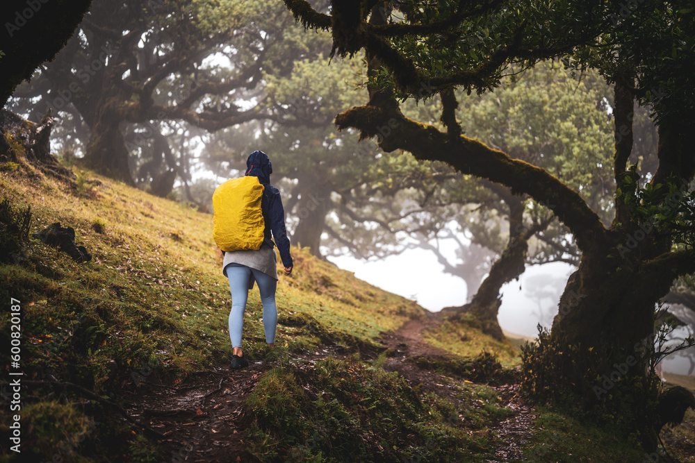 Naklejka premium Back view of a backpacker in rainproof clothes walking on a hike trail in a mystical misty forest with huge laurel trees. Fanal Forest, Madeira Island, Portugal, Europe.