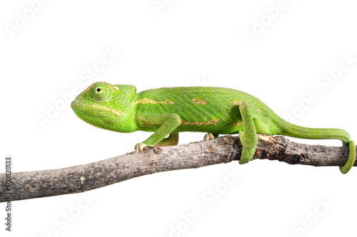 green chameleon on a branch isolated on white